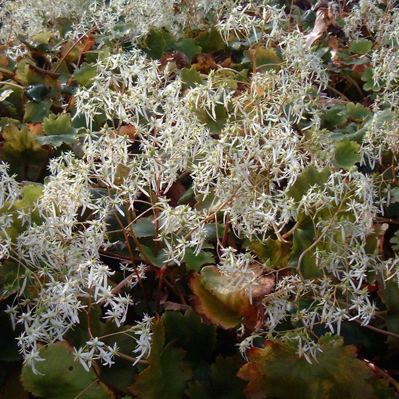 Saxifraga fortunei Wada - Sassifraga (Flowering)
