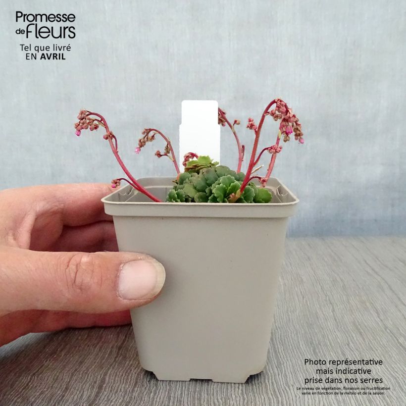 Example of Saxifraga umbrosa Clarence Elliott - Sassifraga ombrosa Vasetto da 8/9 cm as you get in printemps