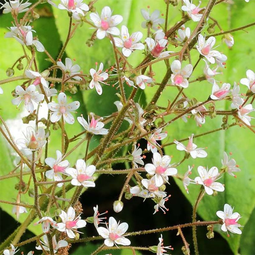 Saxifraga urbium - Sassifraga (Flowering)