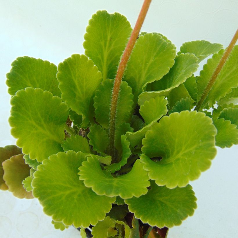 Saxifraga urbium - Sassifraga (Foliage)