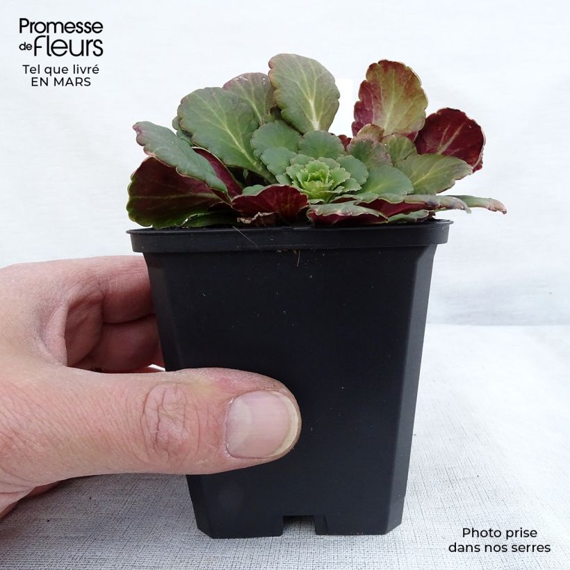 Example of Saxifraga urbium - Sassifraga Vasetto da 8/9 cm as you get in printemps