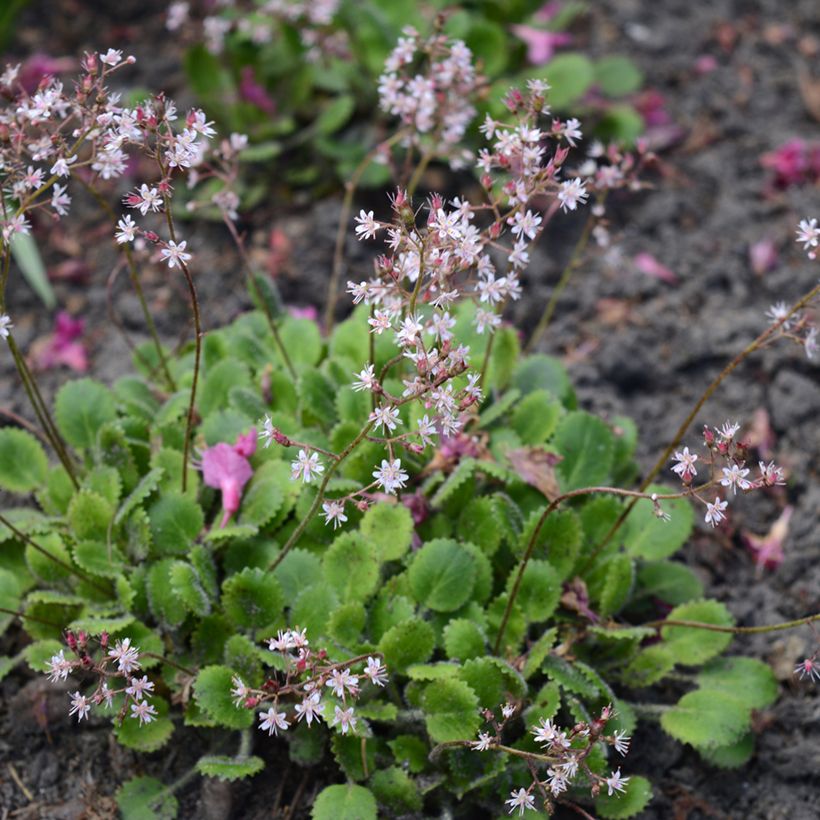 Saxifraga urbium - Sassifraga (Plant habit)