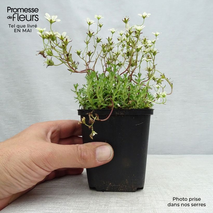 Saxifraga arendsii Pixie White - Sassifraga Vasetto da 8/9 cm esemplare consegnato in primavera