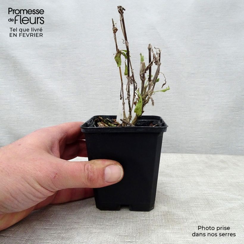 Scabiosa atropurpurea Cherry Vanilla Scoop Vasetto da 8/9 cm esemplare consegnato in inverno