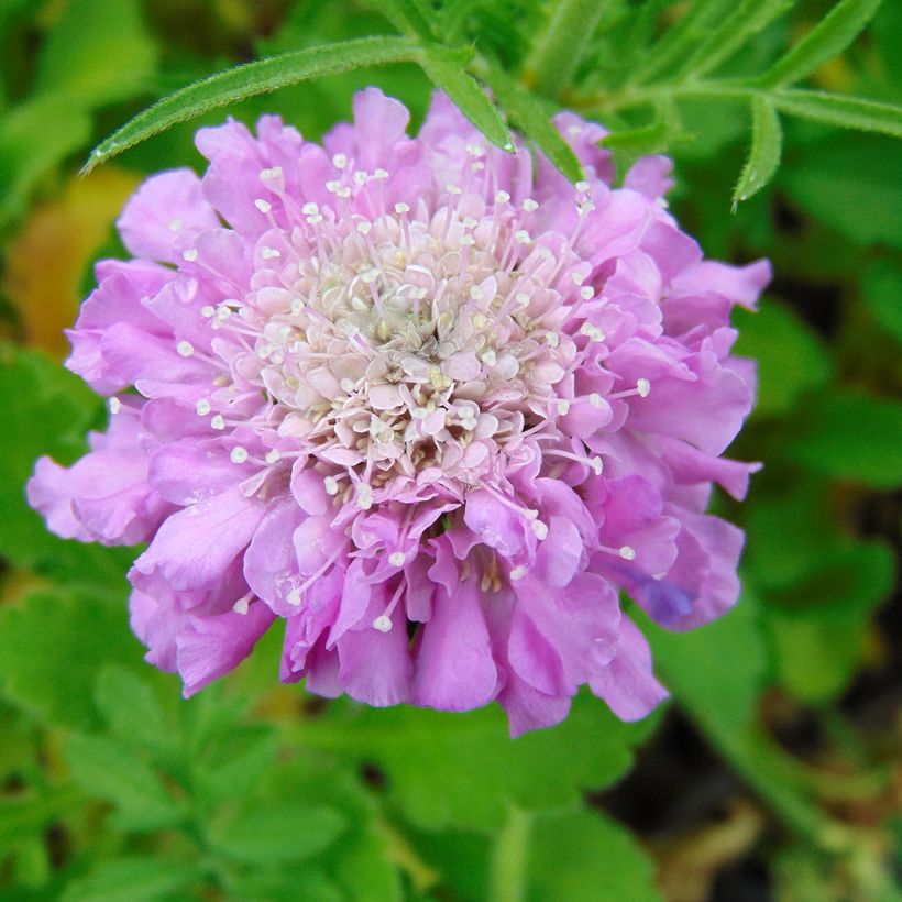Scabiosa columbaria Pink Mist - Vedovina selvatica (Flowering)