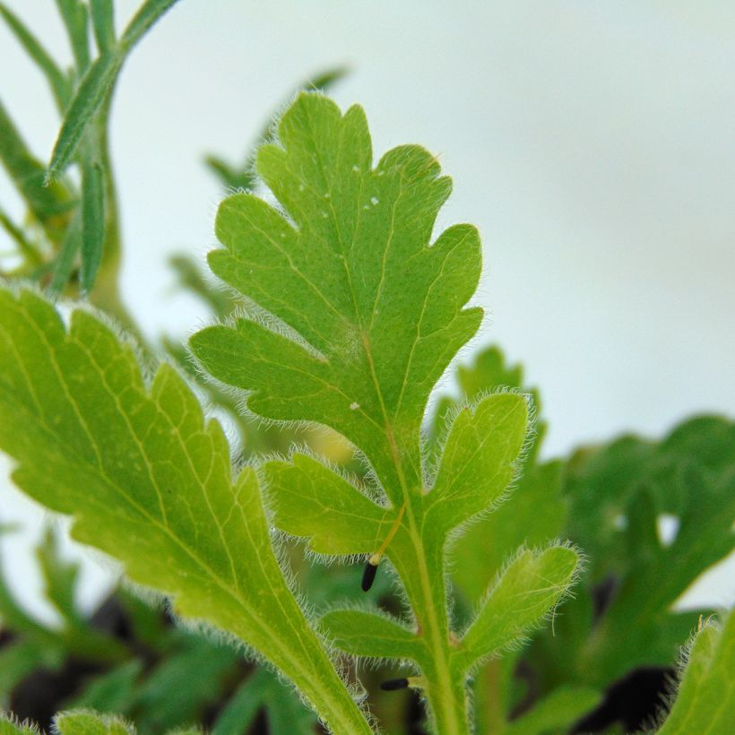 Scabiosa columbaria Butterfly Blue - Vedovina selvatica (Foliage)