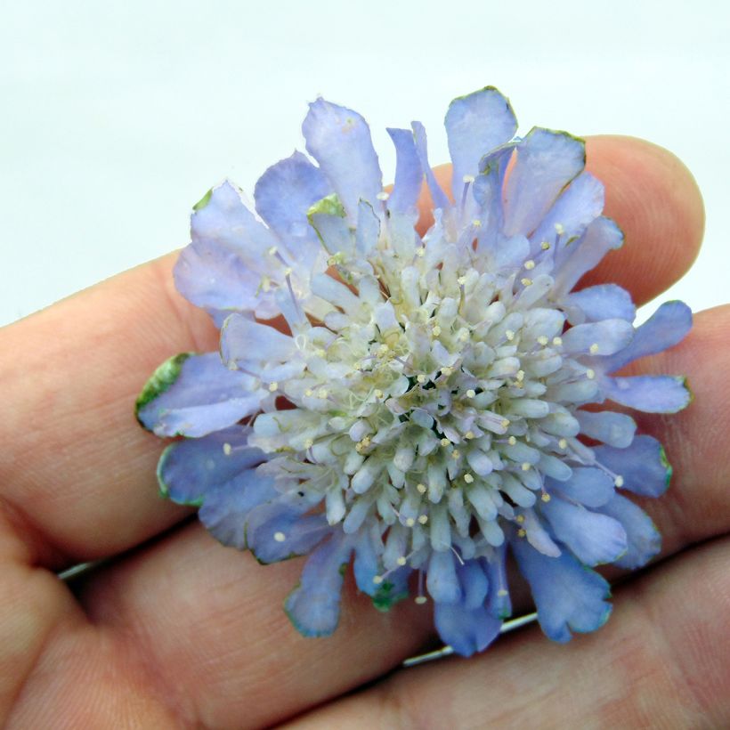 Scabiosa columbaria Butterfly Blue - Vedovina selvatica (Flowering)