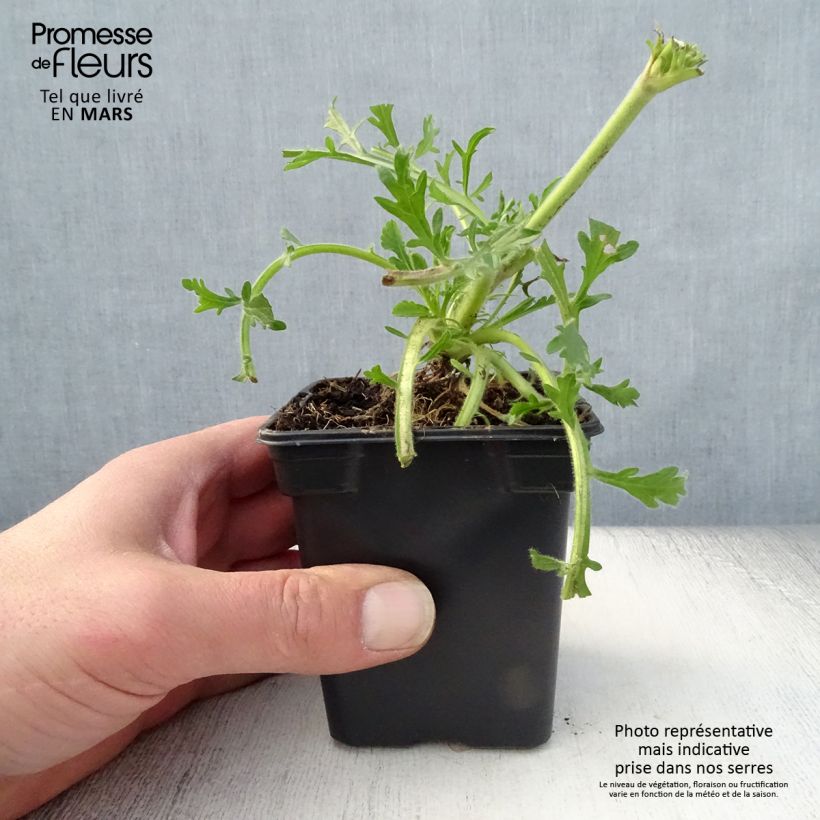 Example of Scabiosa columbaria Butterfly Blue - Vedovina selvatica Vasetto da 7/8 cm as you get in printemps