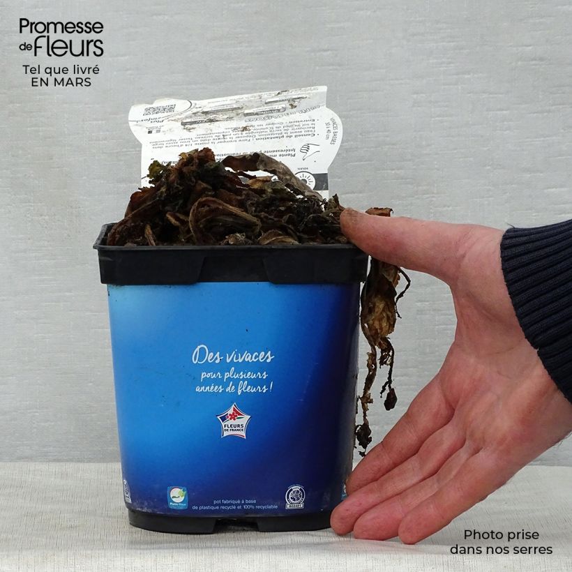 Example of Scabiosa columbaria Butterfly Blue - Vedovina selvatica Vaso da 2L/3L as you get in printemps