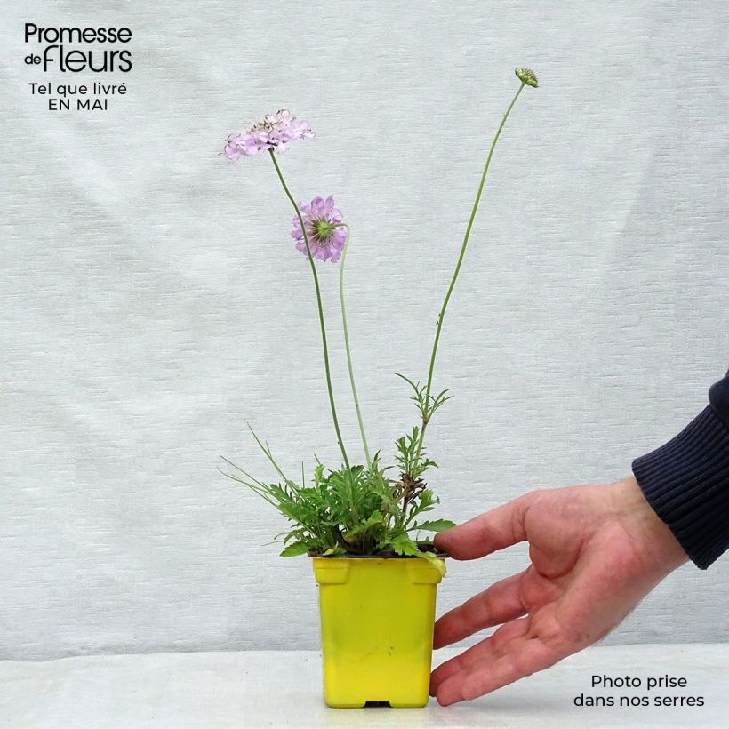 Example of Scabiosa columbaria Pink Mist - Vedovina selvatica Vasetto da 7/8 cm as you get in printemps