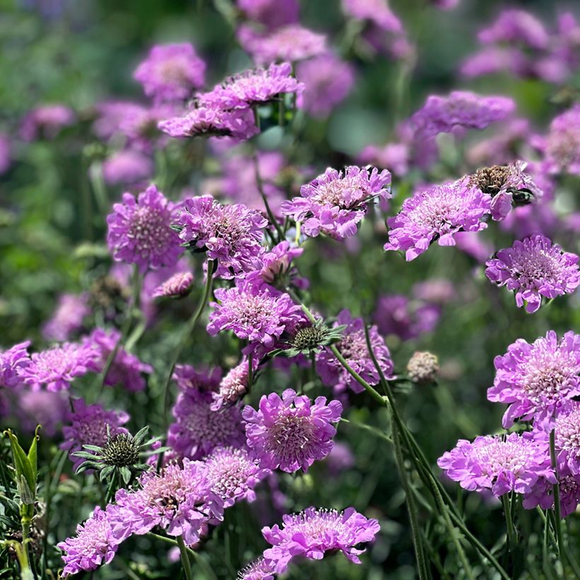 Scabiosa columbaria Pink Mist - Vedovina selvatica (Plant habit)