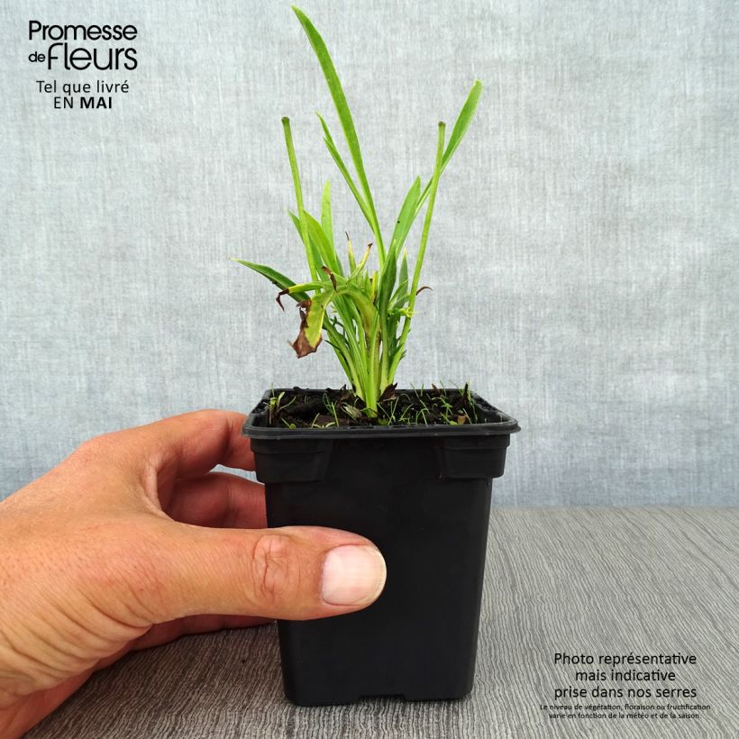 Example of Scabiosa caucasica Alba Vasetto da 7/8 cm as you get in printemps