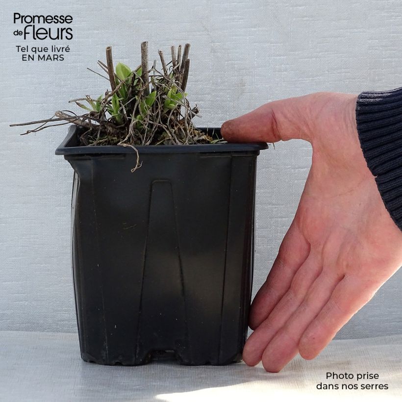 Example of Scabiosa caucasica Alba Vaso da 2L/3L as you get in printemps