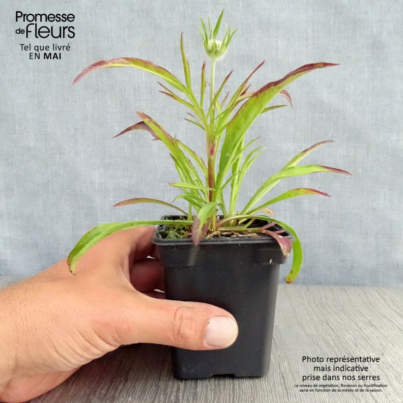 Scabiosa caucasica Perfecta Vasetto da 7/8 cm esemplare consegnato in primavera