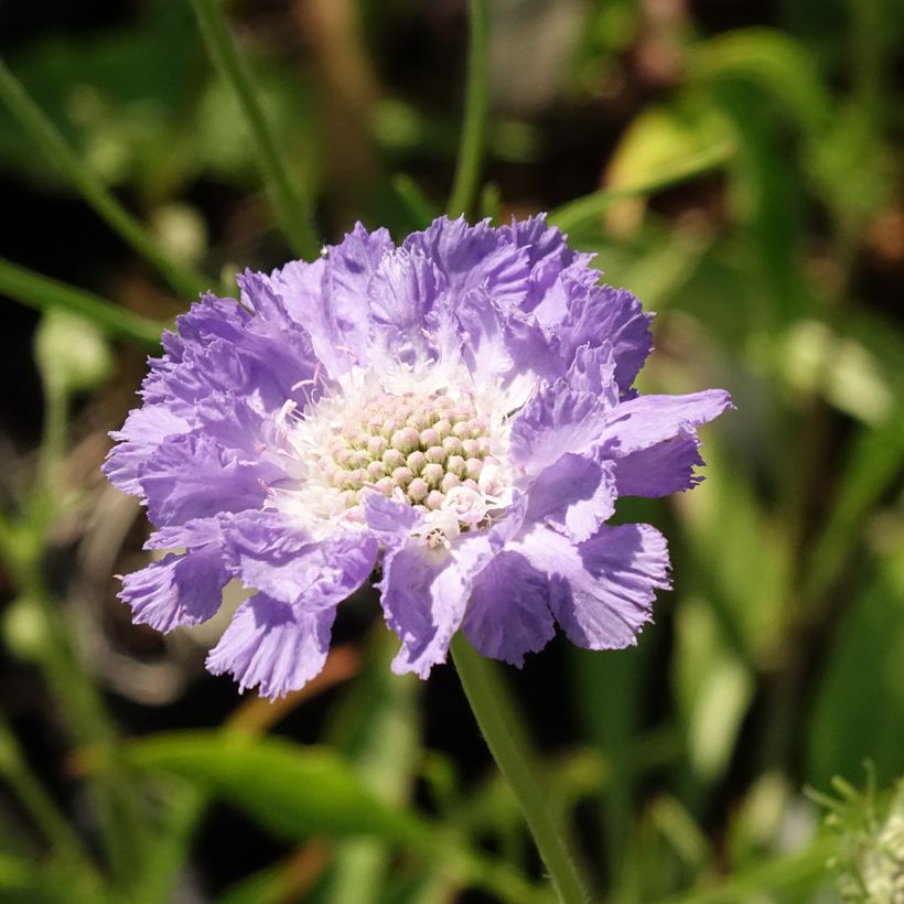 Scabiosa caucasica Perfecta (Fioritura)