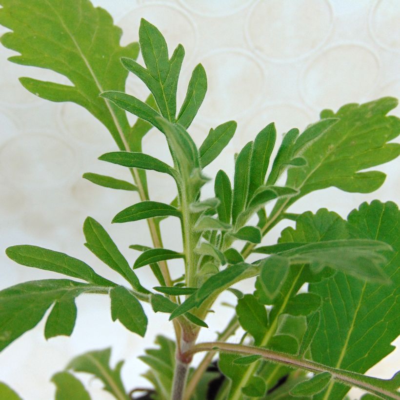 Scabiosa ochroleuca - Vedovina gialla (Foliage)