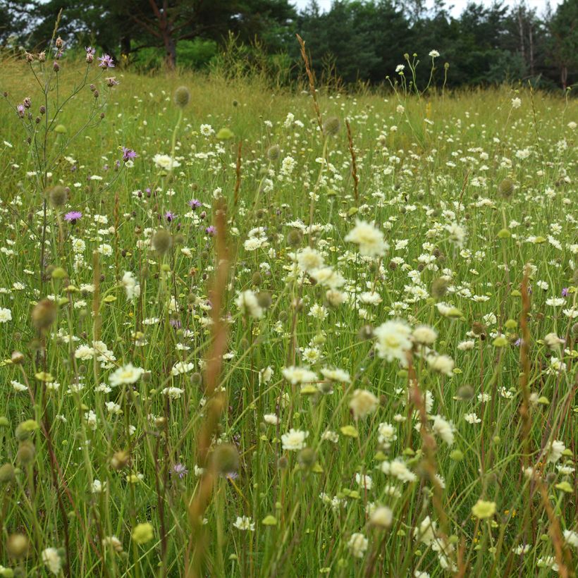Scabiosa ochroleuca - Vedovina gialla (Plant habit)