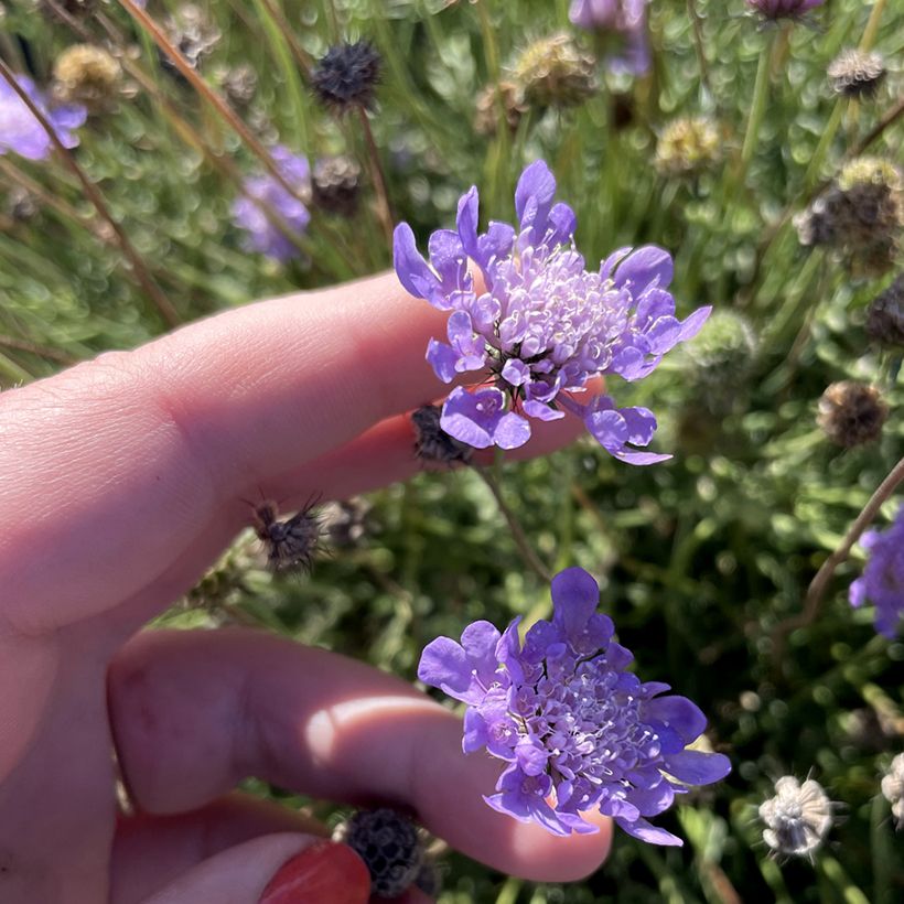 Scabiosa Nova Dew Drops - Scabieuse (Fioritura)