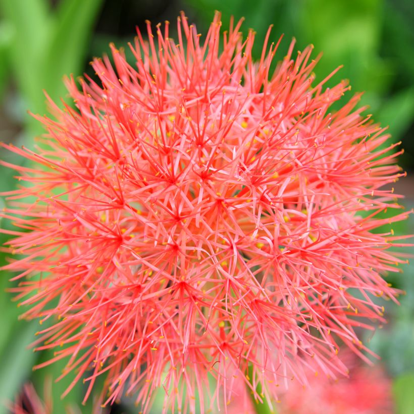 Scadoxus o haemanthus multiflorus (Fioritura)