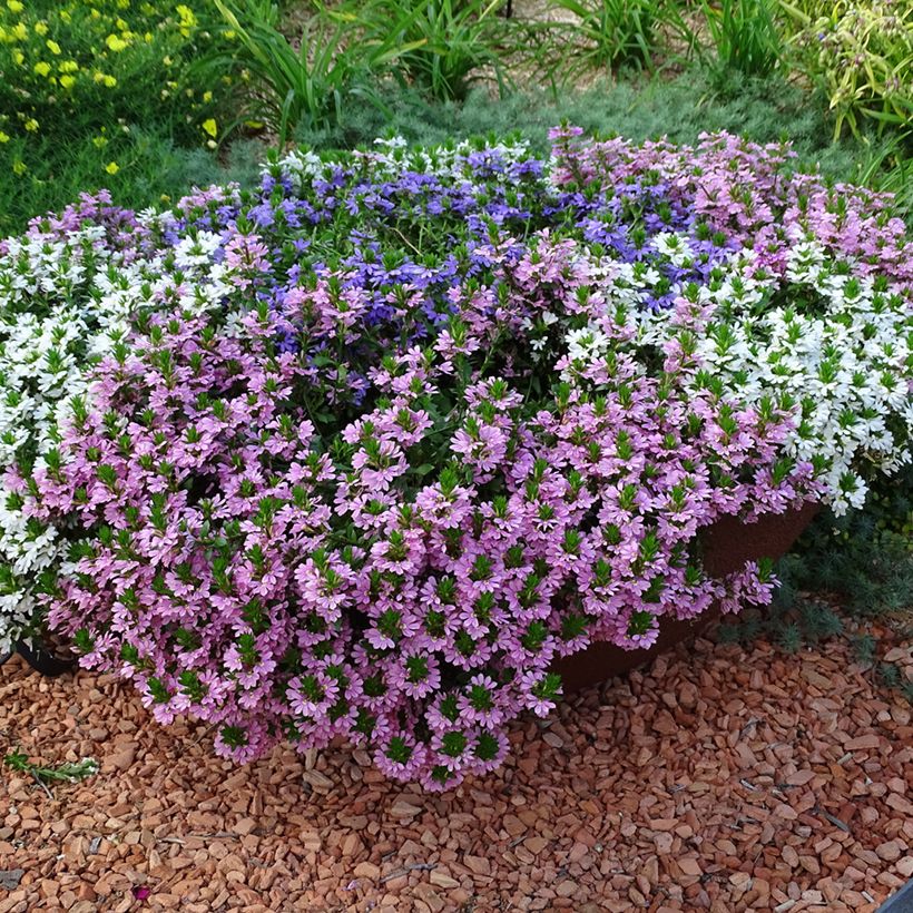 Scaevola aemula Baby Pink Touch (Porto)