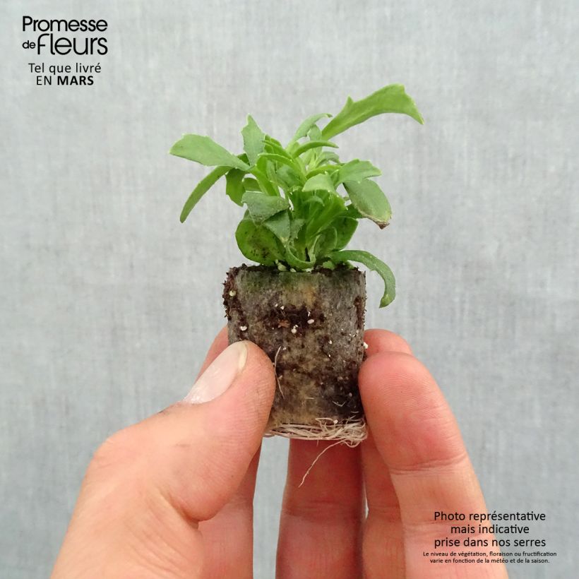 Scaevola aemula Surdiva Blanc mini zolla... esemplare consegnato in primavera