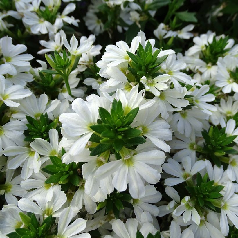 Scaevola aemula Surdiva Blanc (Fioritura)
