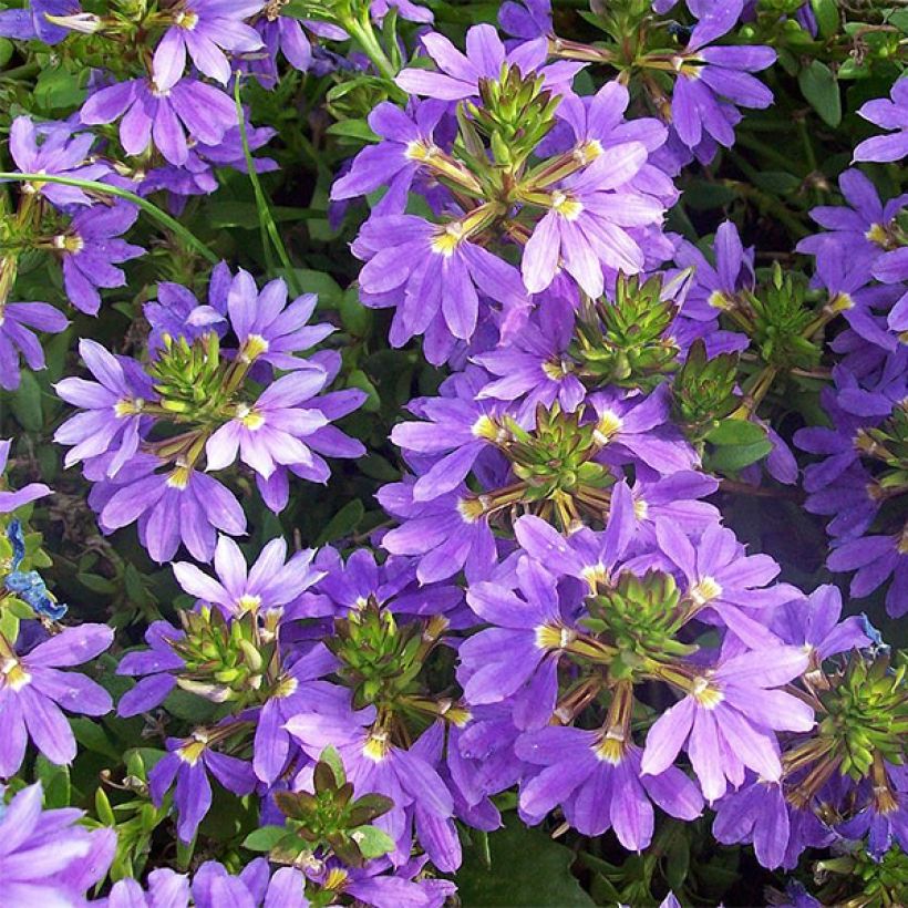 Scaevola aemula Surdiva Bleu (Flowering)