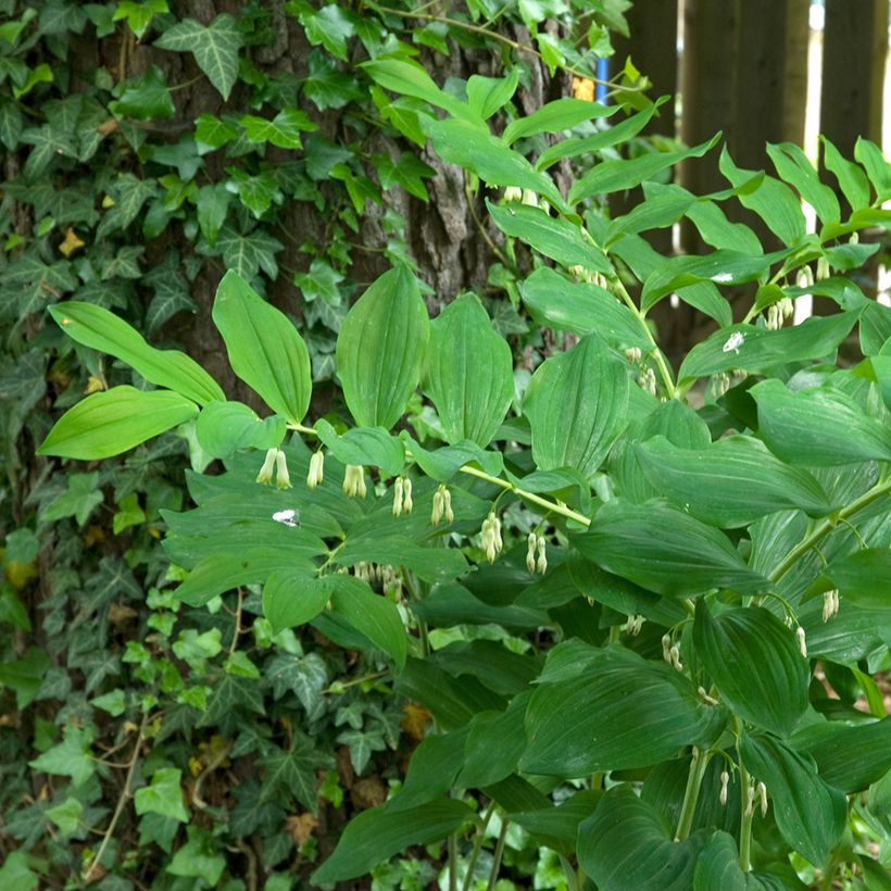 Polygonatum multiflorum - Sigillo di Salomone maggiore (Porto)