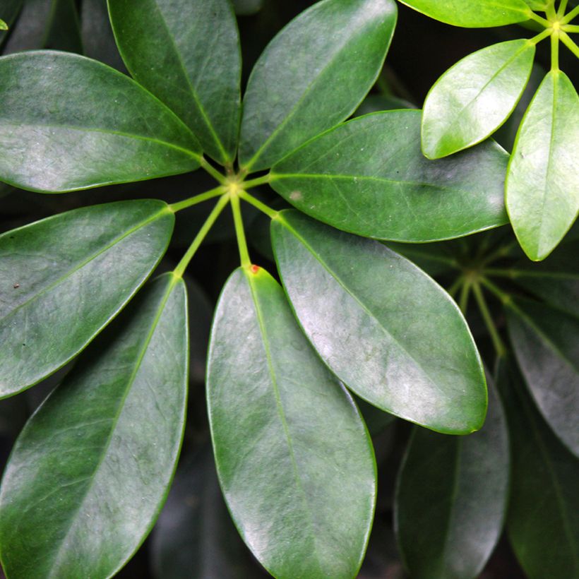 Schefflera arboricola (Fogliame)