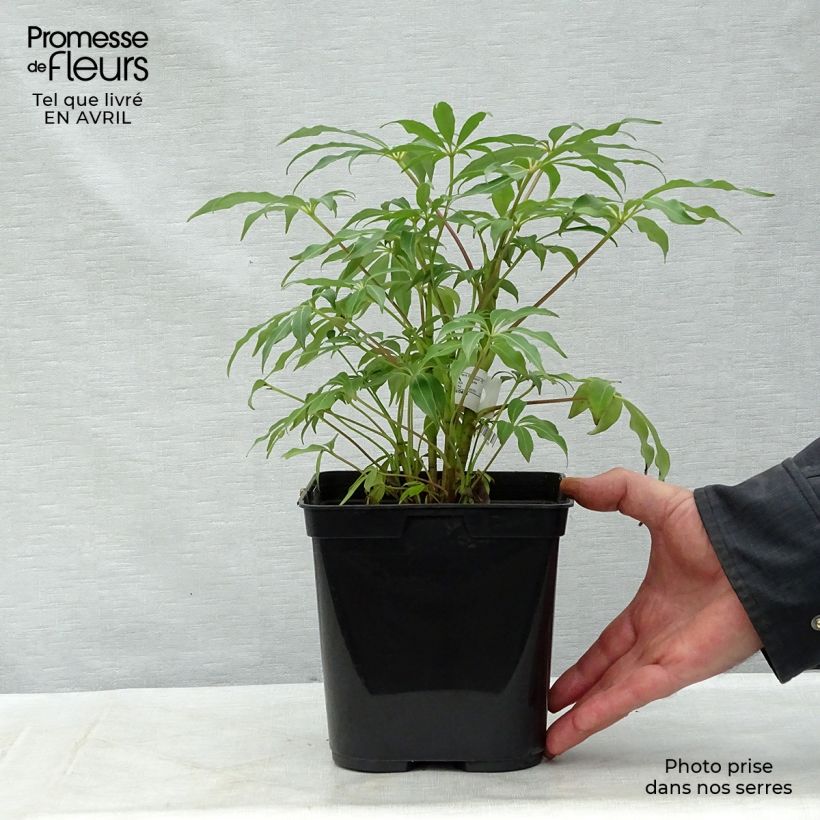 Example of Schefflera taiwaniana Vaso da 2L/3L as you get in printemps