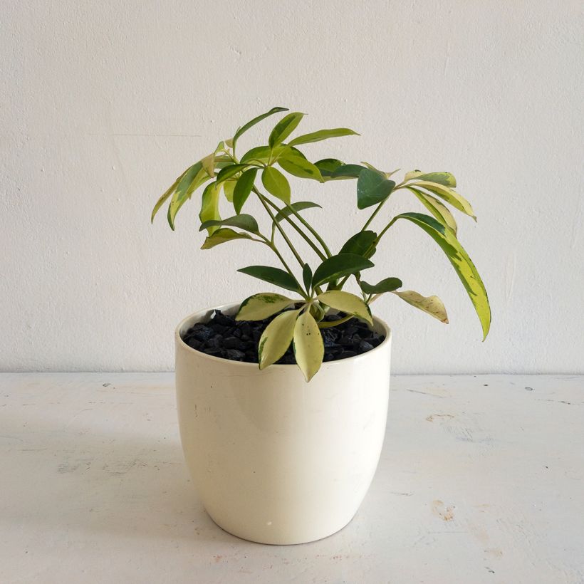 Schefflera Madame De Smet (Plant habit)