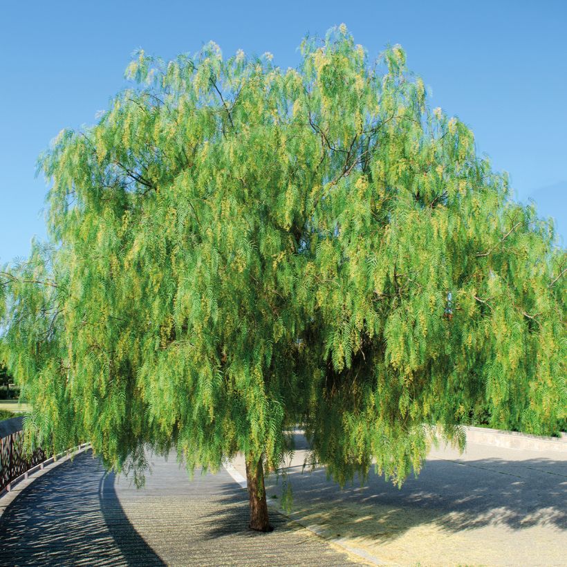 Schinus molle - Pepe falso (Porto)