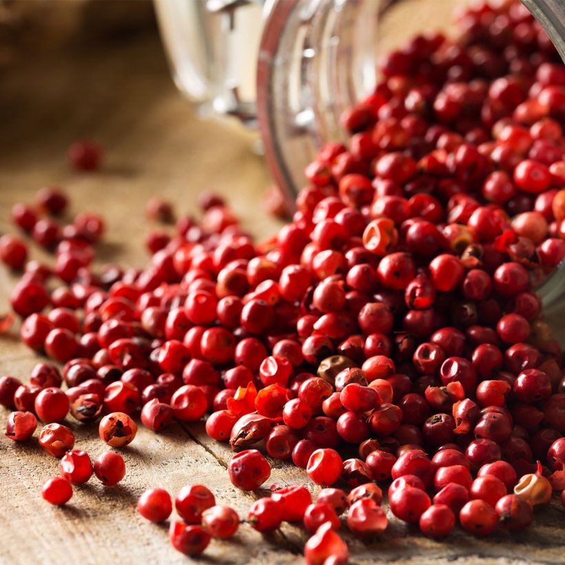 Schinus terebinthifolius - Pepe rosa (Harvest)