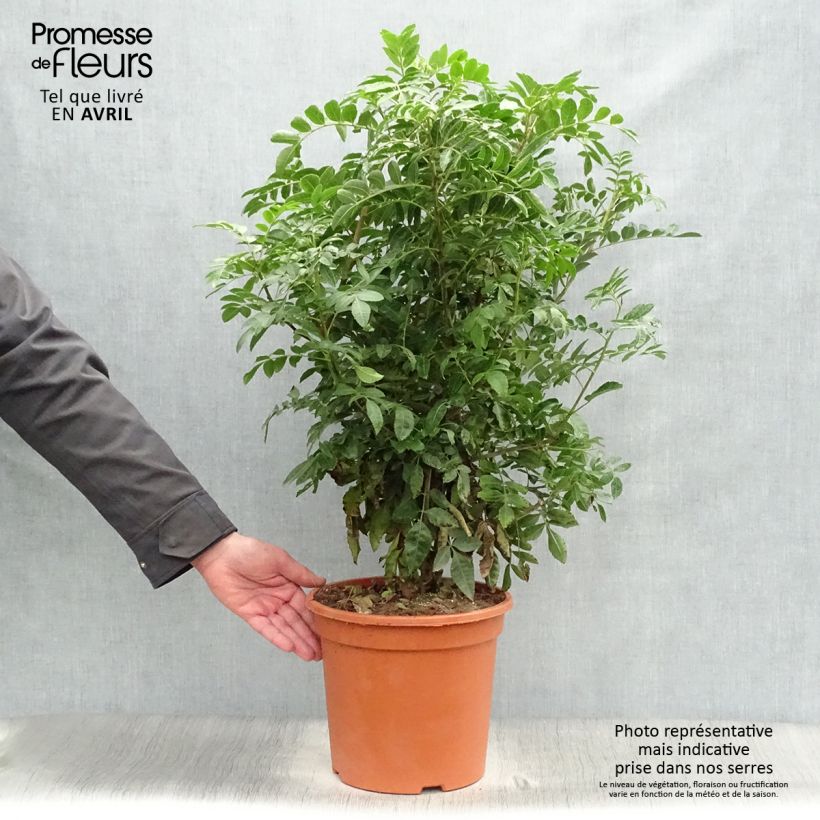 Example of Schinus terebinthifolius - Pepe rosa Vaso da 7,5L/10L as you get in printemps