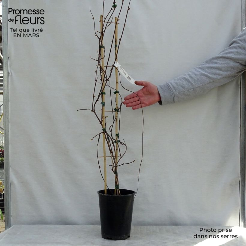 Schisandra rubriflora - Bacca dei 5 sapori Vaso da 4L/5L esemplare consegnato in primavera