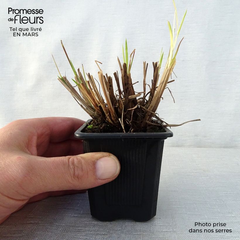 Example of Schizachyrium scoparium Vasetto da 8/9 cm as you get in printemps