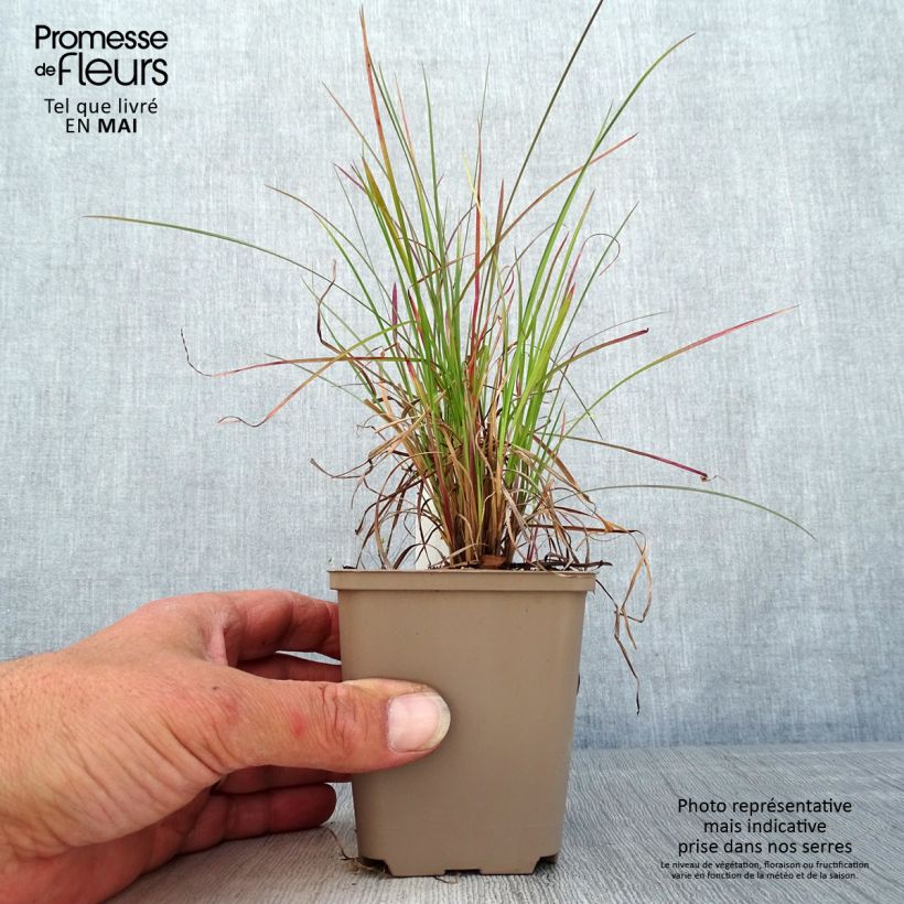 Example of Schizachyrium scoparium Blaze Vasetto da 8/9 cm as you get in printemps