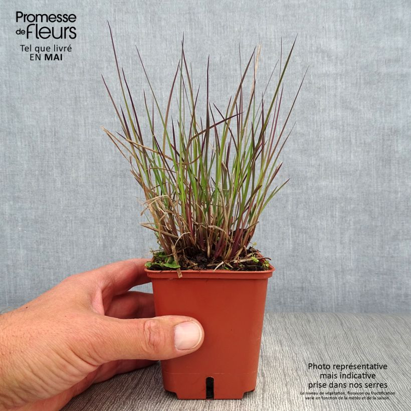 Example of Schizachyrium scoparium Blue Heaven Vasetto da 8/9 cm as you get in printemps