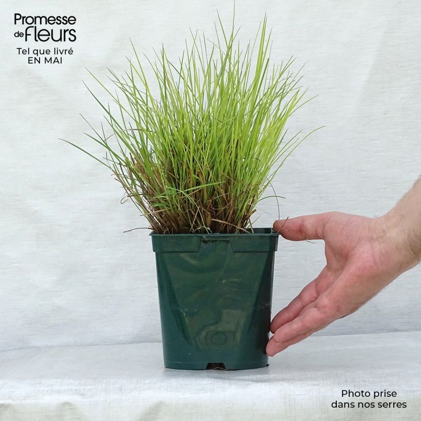 Example of Schizachyrium scoparium Blue Heaven Vaso da 2L/3L as you get in printemps