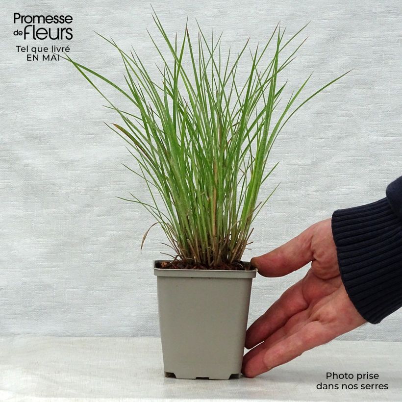 Example of Schizachyrium scoparium Ha Ha Tonka Vasetto da 8/9 cm as you get in printemps