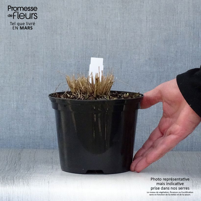 Example of Schizachyrium scoparium Ha Ha Tonka Vaso da 2L/3L as you get in printemps