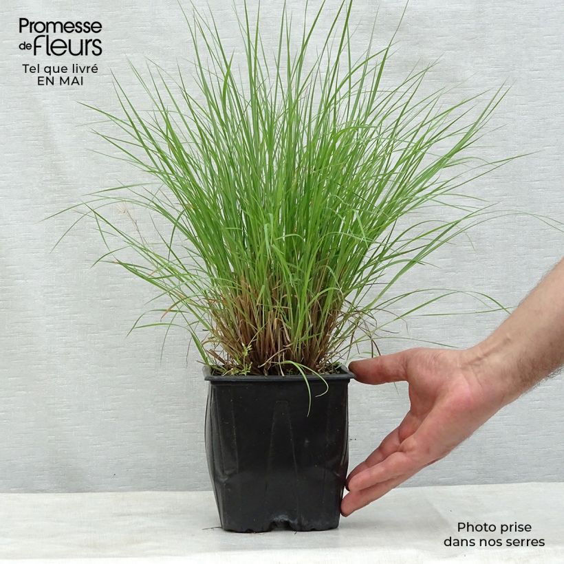 Schizachyrium scoparium Prairie Blues Vaso da 2L/3L esemplare consegnato in primavera