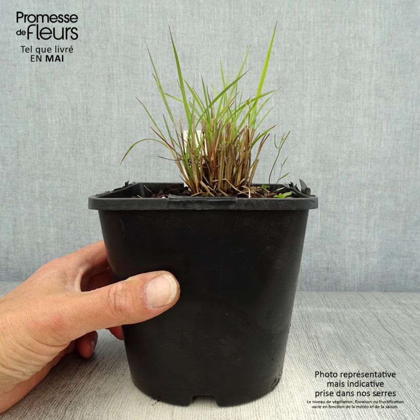 Schizachyrium scoparium Twilight Zone Vaso da 2L/3L esemplare consegnato in primavera