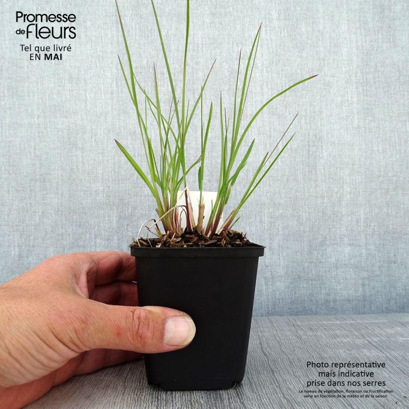 Example of Schizachyrium scoparium Wild West Vasetto da 8/9 cm as you get in printemps