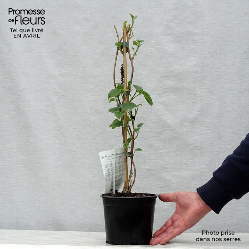 Example of Schizophragma fauriei Angel Wings Vaso da 2L/3L as you get in printemps