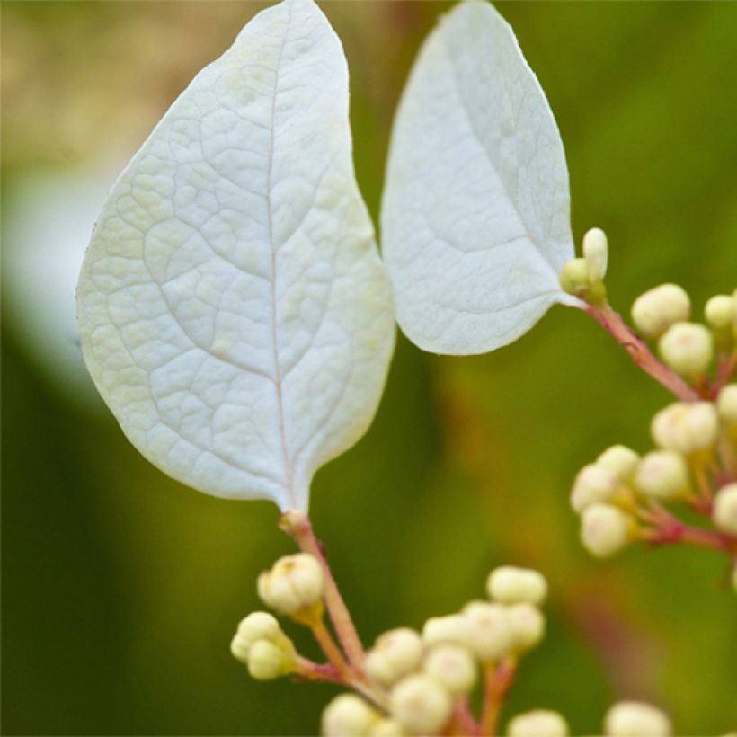 Schizophragma corylifolium (Flowering)