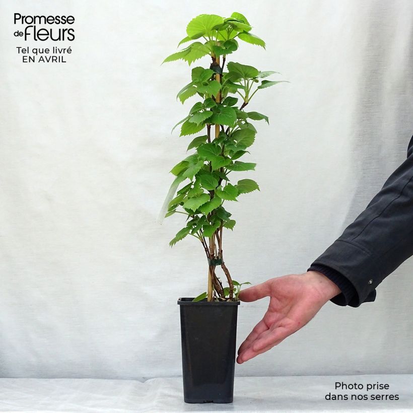 Example of Schizophragma hydrangeoides Moonlight Vaso da 2L/3L as you get in printemps