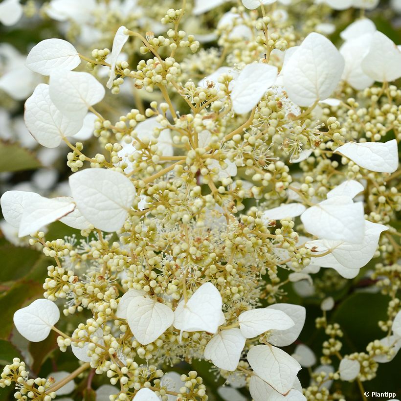 Schizophragma hydrangeoides Snow Sensation (Flowering)