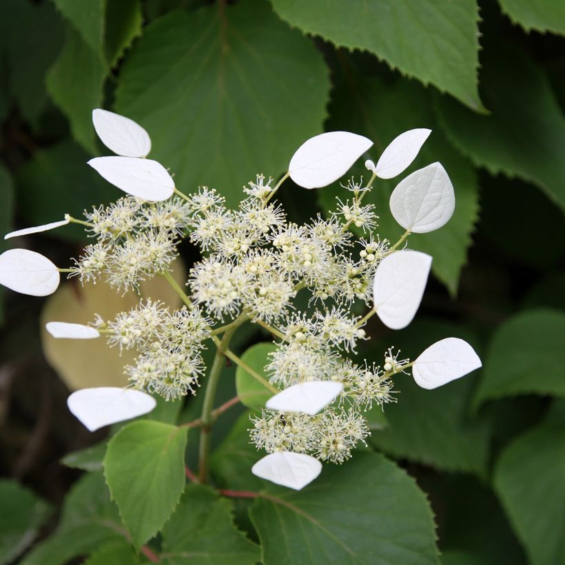 Schizophragma integrifolia (Fioritura)