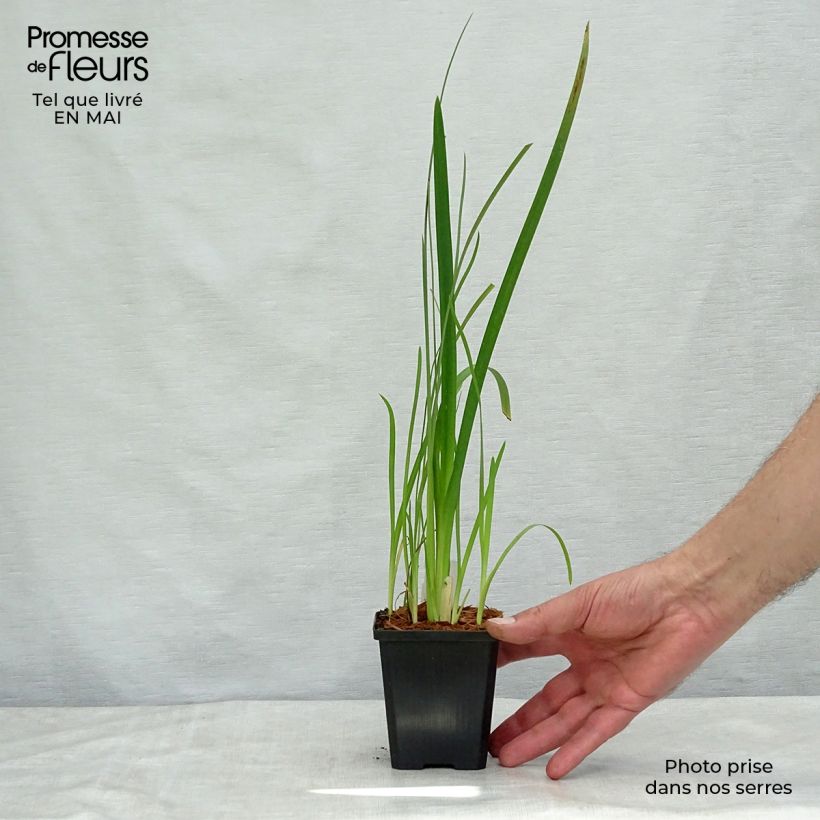 Schizostylis coccinea Mrs Hegarty Vasetto da 8/9 cm esemplare consegnato in primavera